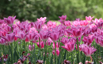 Pink Tulips, flowers, pink, spring, tulips HD wallpaper