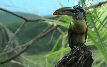 Animals, Bird, Beak, Branch, Color, Toucan HD wallpaper