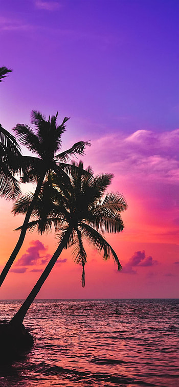 Best Sunset 12 , Purple Beach Sunset HD phone wallpaper