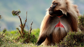 Gelada, Baboon HD wallpaper