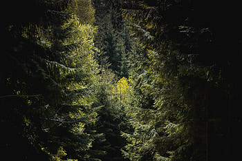 Nature, Trees, Forest, Branches, Foliage HD wallpaper