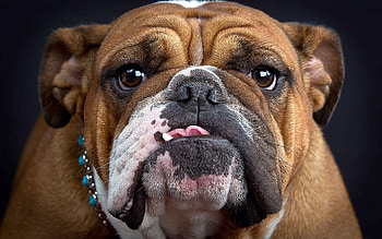 Face, dog, canine, portrait HD wallpaper