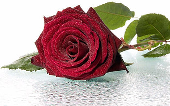 Plants, Flowers, Roses HD wallpaper