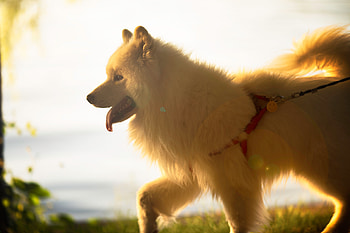 Animals, Fluffy, Dog, Pet, Protruding Tongue, Tongue Stuck Out, Japanese Spitz HD wallpaper
