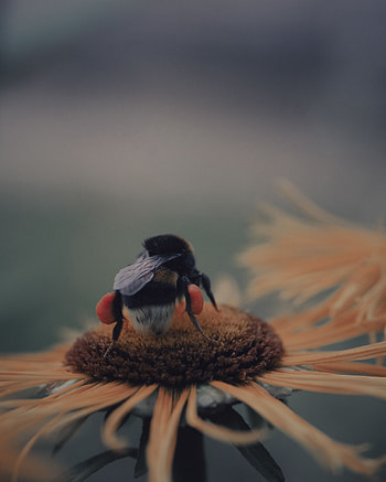 Flower, Macro, Blur, Smooth, Insect, Bee, Pollination HD phone wallpaper
