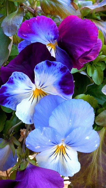 Pansy, Blue HD phone wallpaper