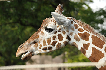 Mr. G Raff, mrgraff, giraffe, zoo HD wallpaper