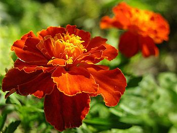 Sweet flowers, beautiful, nature, flowers, graphy HD wallpaper