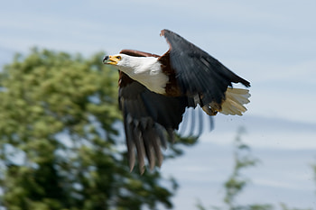 African Fish Eagle In Flight, african, fish eagle, bird, eagle HD wallpaper