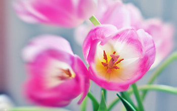 Flowers, Pink, Macro, Bright HD wallpaper