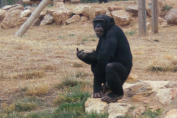 Hungry chimpanzee, gorilla, zoo, chimp HD wallpaper