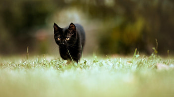 Animals, Cats HD wallpaper
