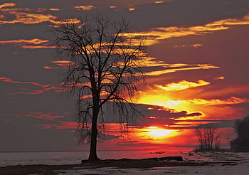 Evening sky, gold, beauty, snow, , sun, sunset, frozen, landscape, popular, tree, charming, yellow, red, clouds, nature, sky, evening HD wallpaper