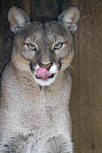 Animals, Big Cat, Lioness, Protruding Tongue, Tongue Stuck Out HD phone wallpaper