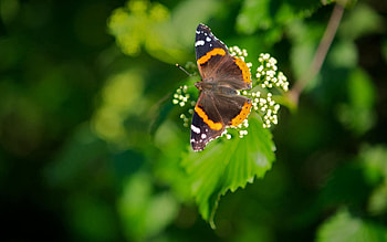 Background, Leaves, Flower, Macro, Butterfly HD wallpaper