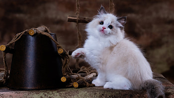 Light Brown White Cat Kitten Is Looking Up In Blur Background Cat HD wallpaper