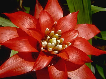 Red_Flower, nature, red flower, red, flower HD wallpaper