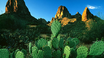 Indian fig opuntia, Cactus HD wallpaper
