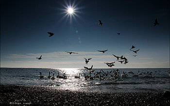 Landscape, Birds, Water, Sea, Sun, Beach HD wallpaper