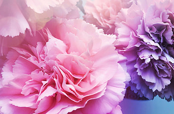 Pink mauve flowers, Vibrant carnations, Natural beauty, Floral elegance HD wallpaper