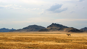 horse dom, dom, horse, field, mountain HD wallpaper