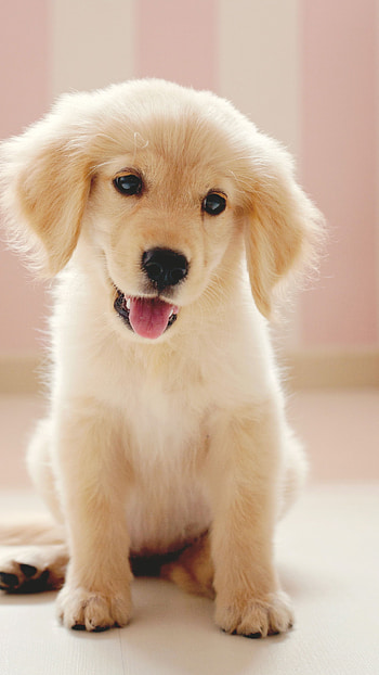 Cute Dog, Golden Dog Little Puppy HD phone wallpaper