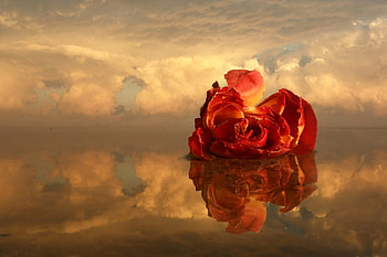Sunset, rose, black, roses, graphy, flower, love, red, flowers HD wallpaper