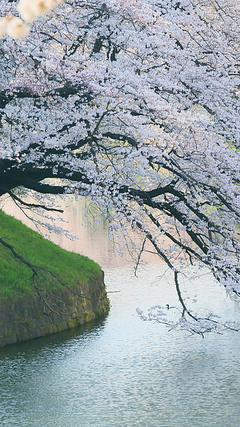 sakura, nature, spring HD phone wallpaper