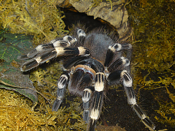 Spider, animal, big, giant HD wallpaper