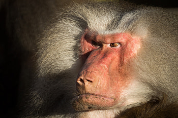 Wild baboon, Closeup shot, animal , Natural beauty HD wallpaper