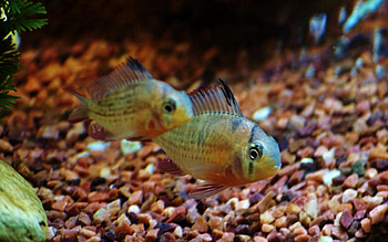 Animals, Water, Fishes, Macro, Minimalism, Aquarium, Fish HD wallpaper