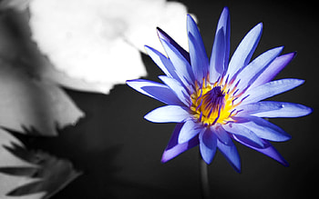 Life, lakes, yellow, beautiful, nymphaea, lili HD wallpaper