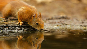 Red Squirell Drinking, water, squirell, drinking, red HD wallpaper