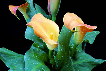 Big flower, iris, leaves HD wallpaper