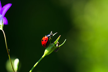 Macro, Close-Up, Insect, Ladybug, Ladybird HD wallpaper