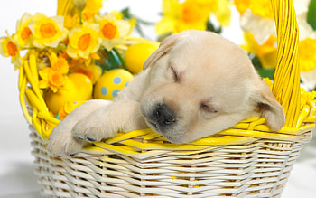 Springtime Snooze | HD wallpaper