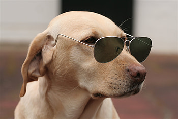 Animals, Dog, Muzzle, Sunglasses HD wallpaper