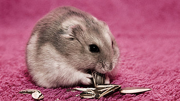 Animals, Food, Mat, Seeds, Sunflower Seeds, Hamster, Rug HD wallpaper