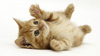 Animals, Cats HD wallpaper