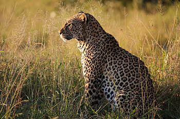 Animals, Grass, Leopard, Predator, Big Cat, Beast HD wallpaper