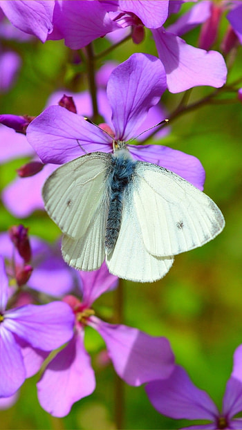 White Butterfly, Wonderful Background HD phone wallpaper