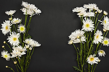 Flowers, Chrysanthemum, Bouquet HD wallpaper