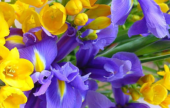 Flowers, delicate, blossoms, soft, nature, blooms, lovely, nice HD wallpaper