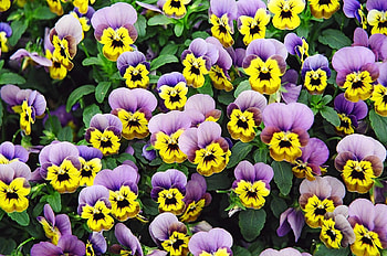 Flowers, purple, nature, yellow HD wallpaper
