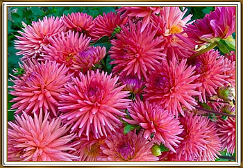 PRETTY DAHLIAS, PRETTY, NATURE, FLOWERS HD wallpaper