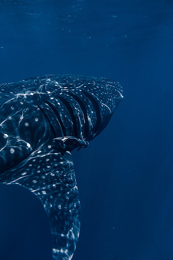 Shark, fondo, tiburon, animal, oceano HD phone wallpaper