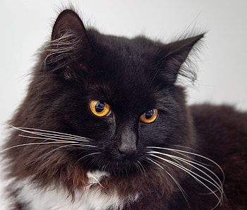 Black cat, yellow eyes, pet, confident HD wallpaper