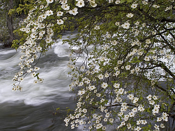 Nature, Flowers, Rivers, Wood, Tree, Flow, Stream, Spring HD wallpaper