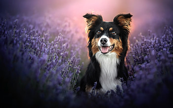 Dog in Lavender, dog, animal, nature, lavender HD wallpaper
