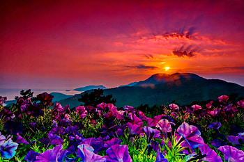 Fiery sunset, purple, beautiful, flowers, sky, sunset, mountain, fiery HD wallpaper